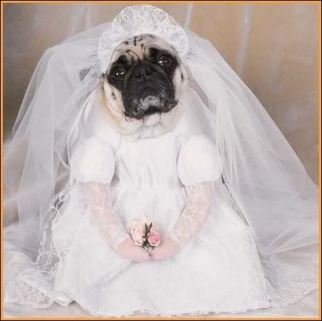 BRIDE.jpg bride image by planparty