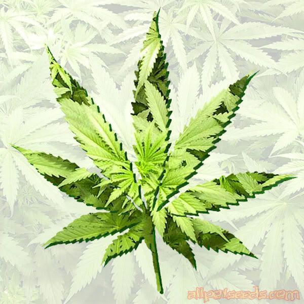 Pot Leaf Pictures, Images and Photos