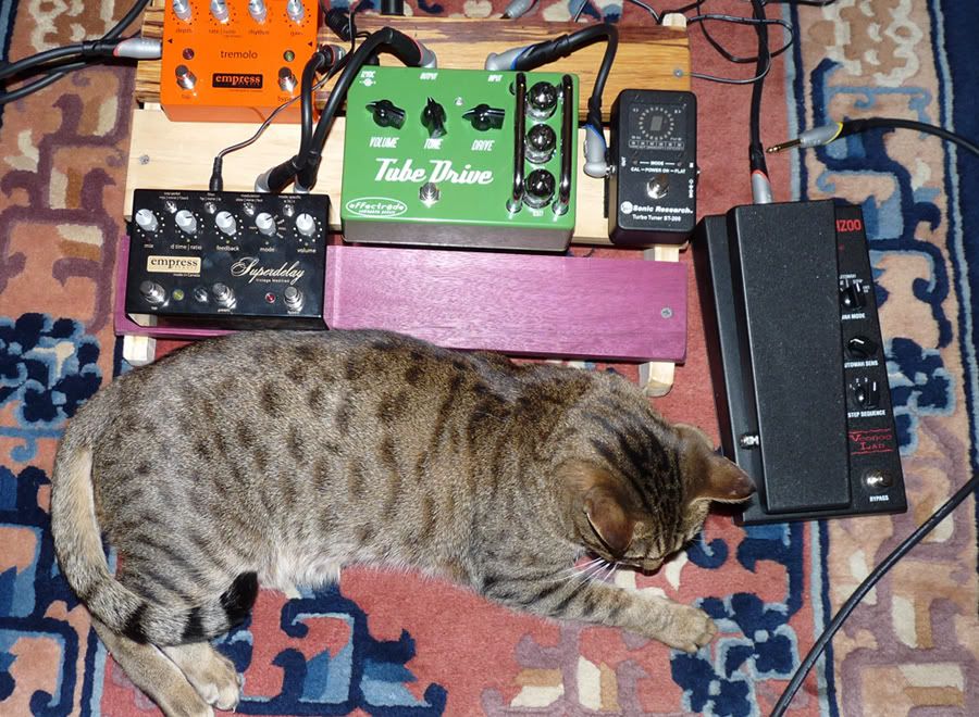 catwithpedals.jpg