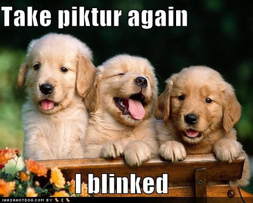 puppies