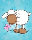 sheep Pictures, Images and Photos
