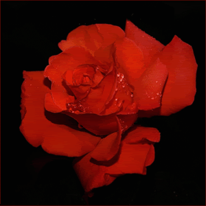 colored rose Pictures, Images and Photos