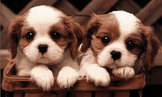 puppies.jpg