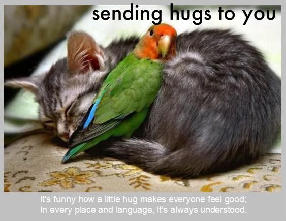 Cat_and_bird_hug.jpg Cat and bird hug image by Billy_Boy_1