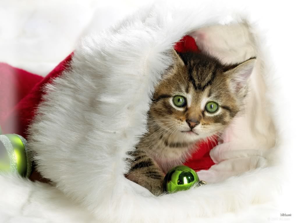 cat_christmas_003.jpg Cat Christmas image by Billy_Boy_1