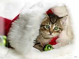 th_cat_christmas_003.jpg