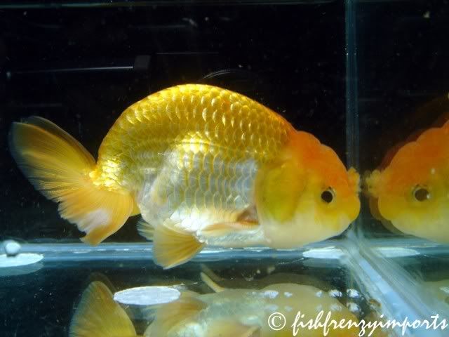 cool goldfish tank. Goldfish for Sale - PALHS