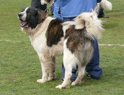 Качена снимка