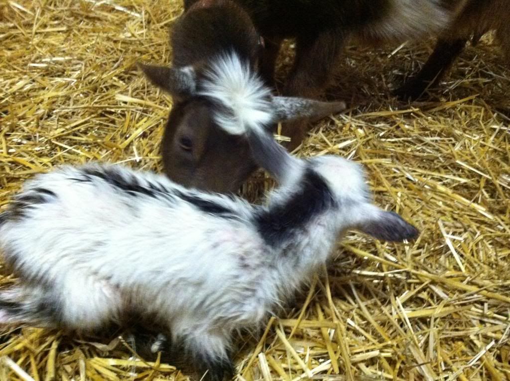 Ahhh, the Best Laid Plans - Goats