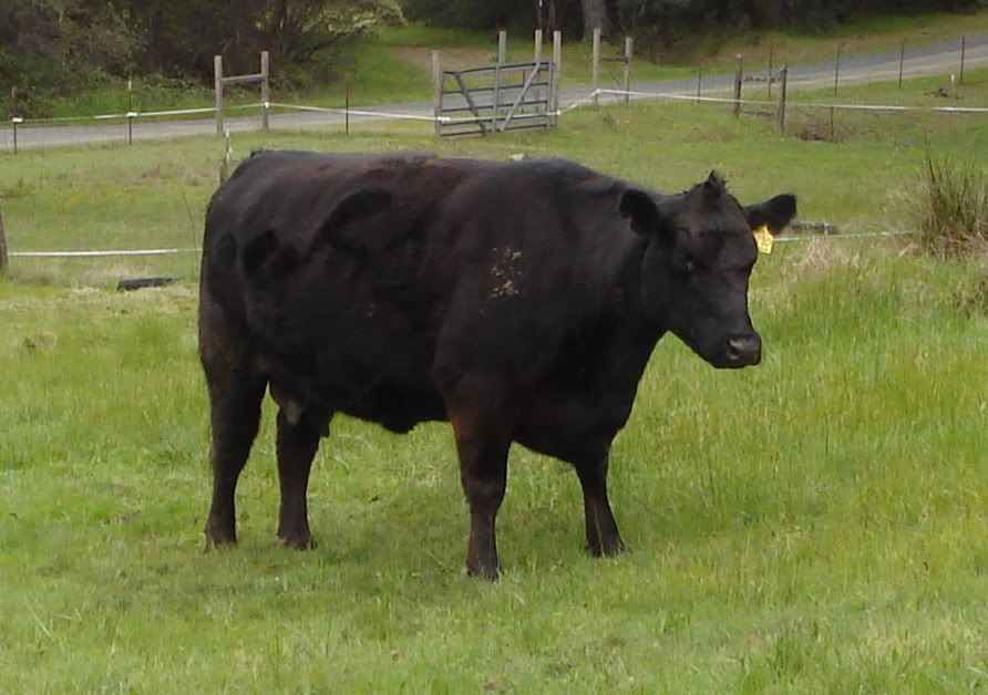 Here comes our first calf - Cattle