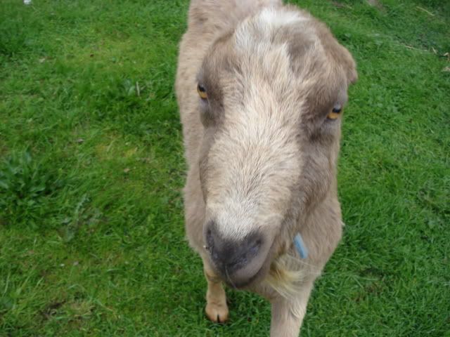 What to do about this old goat? - Goats