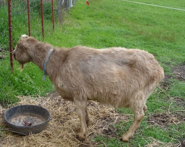 What to do about this old goat? - Goats