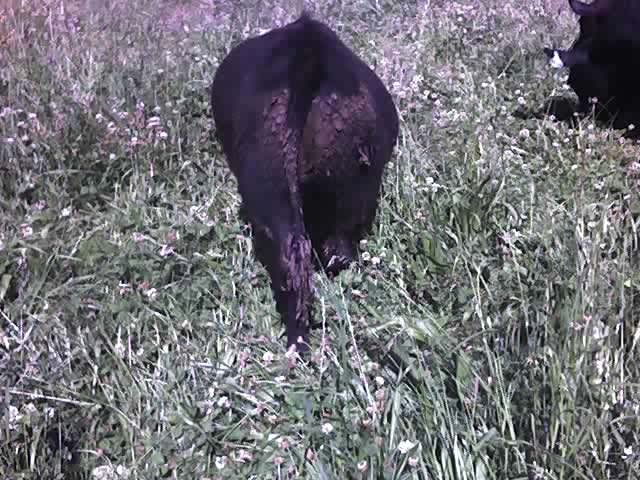 How to clean this calf up - Cattle