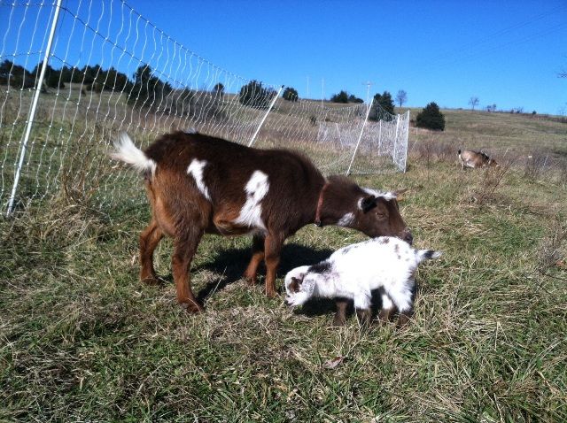 Ahhh, the Best Laid Plans - Goats