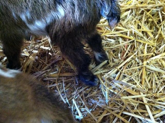 Ahhh, the Best Laid Plans - Goats