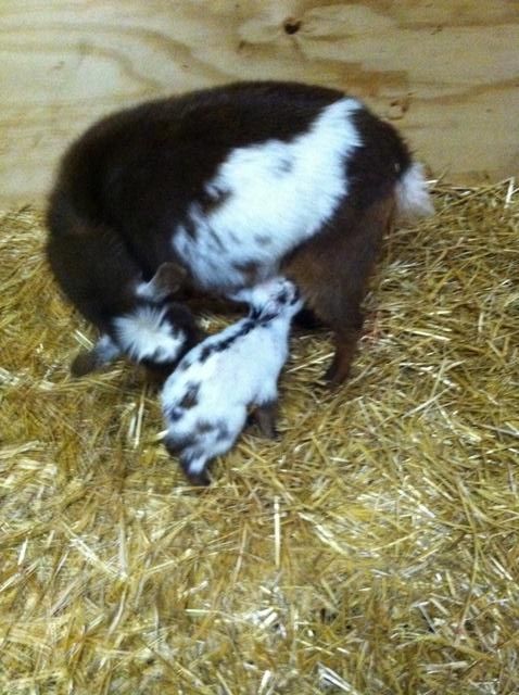 Ahhh, the Best Laid Plans - Goats