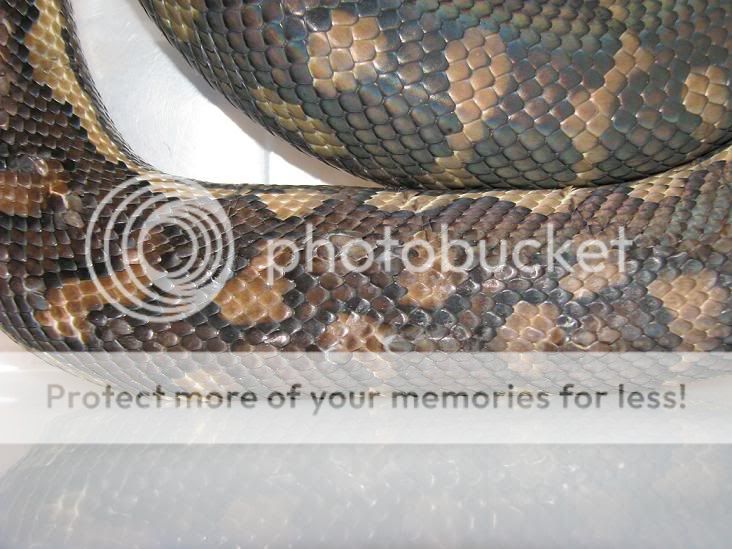 Python Bumps and lumps on skin? | Aussie Pythons & Snakes Forum